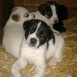 cachorros en adopcion